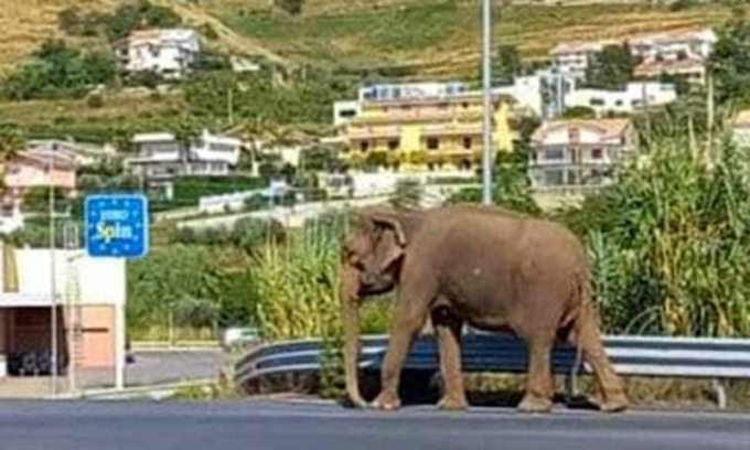 Un elefante all’Eurospin: pachiderma scappa dal circo e passeggia per le strade