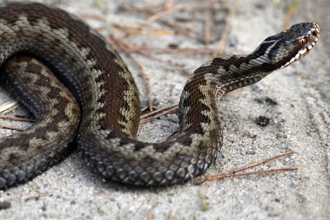 Morso di vipera: come riconoscerlo e cosa fare (e cosa non fare) se vi succede