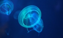 Puntura di medusa: come riconoscerla, cosa fare (e cosa non fare) se vi capita