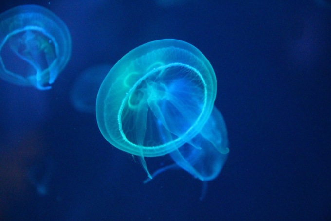 Puntura di medusa: come riconoscerla, cosa fare (e cosa non fare) se vi capita
