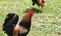 In un parco pubblico di Vicenza i galli razzolano liberi, ma ora sono diventati aggressivi: ferito un bambino