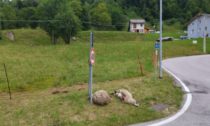 In Veneto un lupo ha sbranato sei pecore a due passi da un centro abitato, un altro filmato sul lago di Lecco