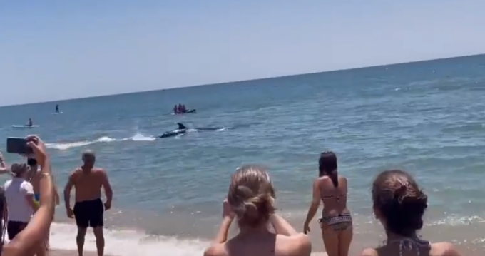 Panico su una spiaggia in Spagna: balena si avvicina alla riva, ha rischiato di colpire una canoa
