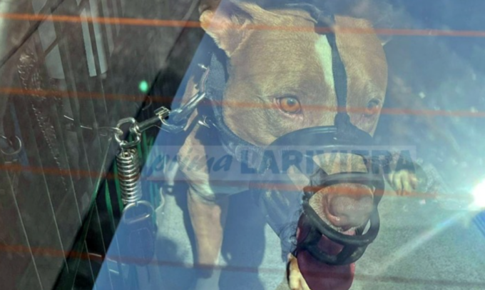 Bimbo di 2 anni azzannato da un pitbull: operato d’urgenza per gravi lesioni al volto