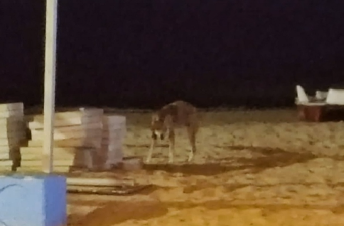 Fidanzati aggrediti da un lupo in spiaggia nel cuore della notte