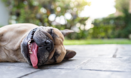 Colpo di calore nel cane: come riconoscerlo, i sintomi e come trattarlo