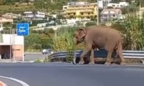 Elefante scappa dal circo e va... al supermercato: il video