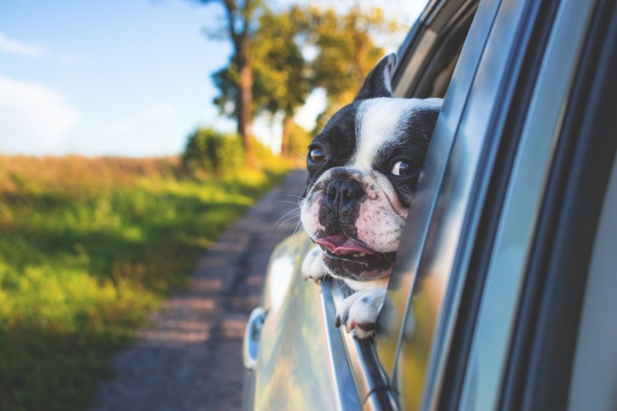 Consigli utili per una vacanza con gli animali