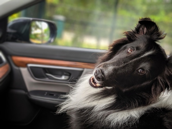 Viaggiare con gli animali, ecco i suggerimenti utili