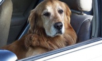 Si può lasciare il cane chiuso in auto? Cosa fare se ne vedete uno