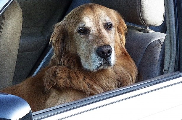 Si può lasciare il cane chiuso in auto? Cosa fare se ne vedete uno