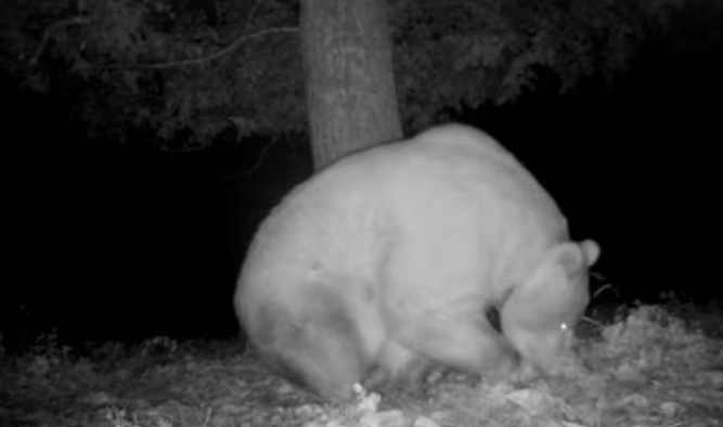 Altra asina sbranata, stavolta da un orso trentino “emigrato” in Friuli