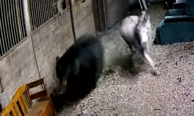 Un orso ha sbranato un’asina di 6 quintali a 40 chilometri da dov’è morto il runner Andrea Papi