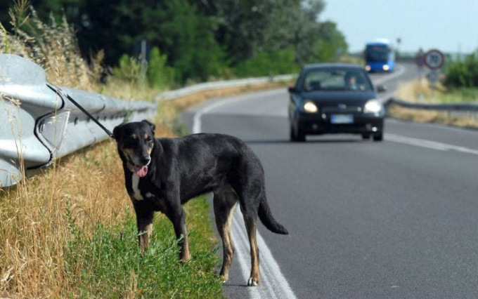 Via la patente a chi abbandona un animale: cosa succede