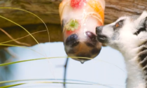 Allo zoo di Torino danno i ghiaccioli agli animali per il gran caldo: le foto