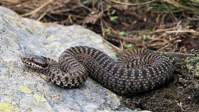 Morso di vipera: precauzioni, come riconoscerlo e cosa fare (e cosa non fare) se vi capita