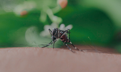 Punture di insetti e morsi di ragni e zecche: come riconoscerli e cosa fare (e non fare)