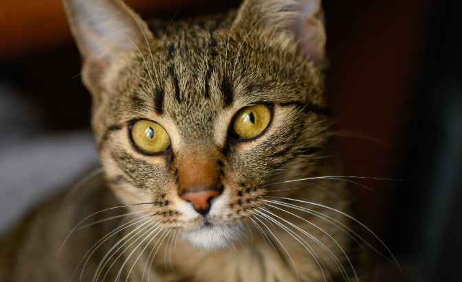 Oggi, martedì 8 agosto 2023, è la Giornata Internazionale del Gatto