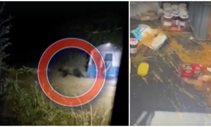 Orso in cerca di cibo passa di notte tra le tende degli scout: 12enni si salvano rifugiandosi in auto