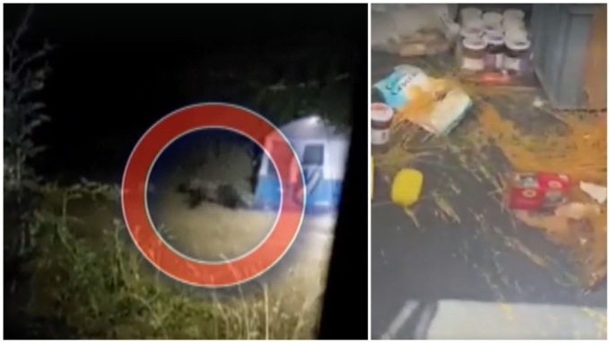 Orso in cerca di cibo passa di notte tra le tende degli scout: 12enni si salvano rifugiandosi in auto