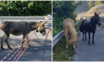 Cavalli e asino scappano dalla stalla e scorrazzano liberi sulla statale: il video