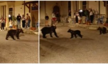 L'orsa che sbuca da un vicolo, si guarda intorno e fa passare i suoi cuccioli in mezzo alla gente