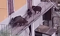 Risveglio "bestiale", si trovano otto cinghiali sul balcone di casa