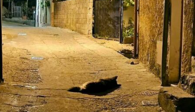 Il suo padrone è morto, ma il cane lo aspetta giorno e notte sulla soglia di casa
