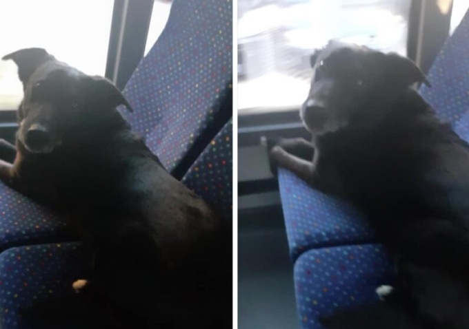 Il cane che prende l’autobus da solo per andare a trovare la nonna