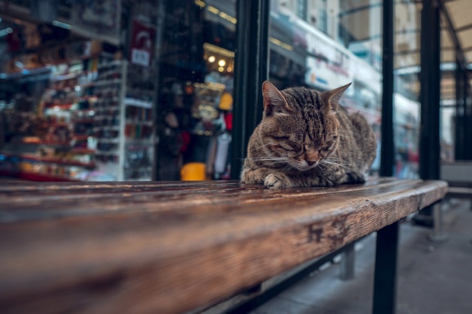 Cosa fare se si trova un gatto o un cane?