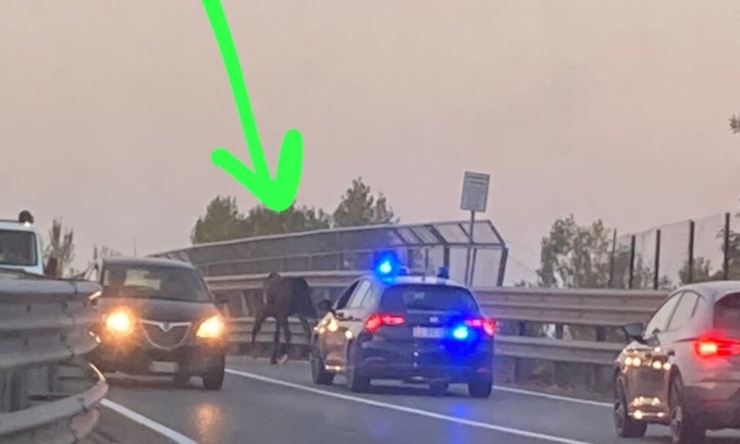 Sulla strada trafficata spunta un cavallo libero (e spaventato): scortato dalle forze dell’ordine
