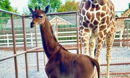 La giraffa senza macchie unica al mondo nata in uno zoo del Tennessee