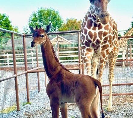 La giraffa senza macchie unica al mondo nata in uno zoo del Tennessee