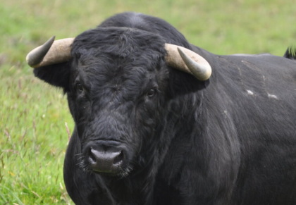 Incidente in azienda agricola, operaio preso a testate da un toro
