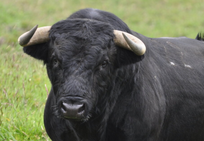 Incidente in azienda agricola, operaio preso a testate da un toro