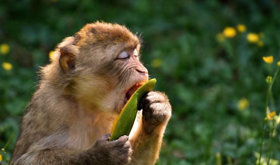 L’India assolda gli “uomini scimmia” per scacciare i macachi dal G20