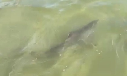 Il video del piccolo di squalo che nuota tra i bagnanti a Comacchio