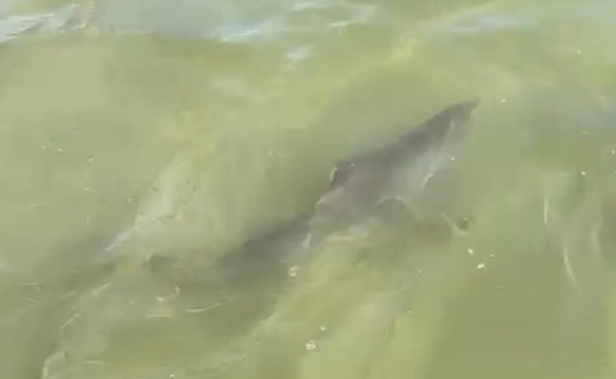 Il video del piccolo di squalo che nuota tra i bagnanti a Comacchio