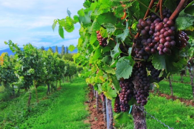 E’ iniziata la vendemmia 2023, ma si prevede un calo della produzione