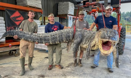 Alligatore da record catturato negli Usa: è lungo quattro metri e mezzo