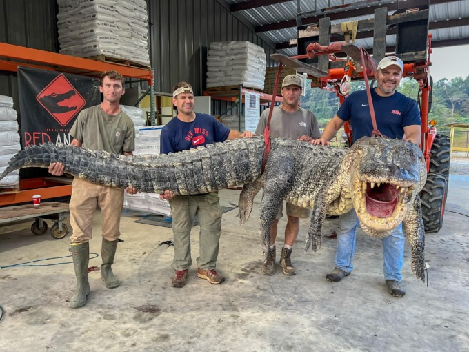 Alligatore da record catturato negli Usa: è lungo quattro metri e mezzo