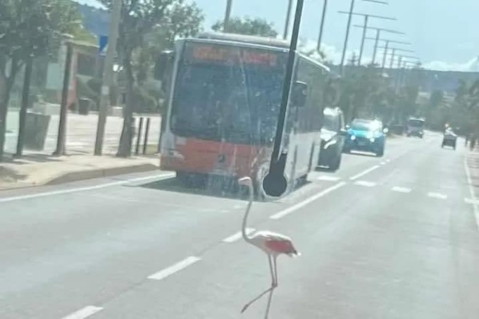 Il fenicottero rosa che attraversa la strada (quasi) sulle strisce pedonali
