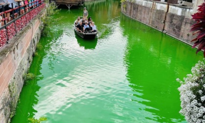 Ambientalisti gettano tintura verde nel fiume e i pesci muoiono