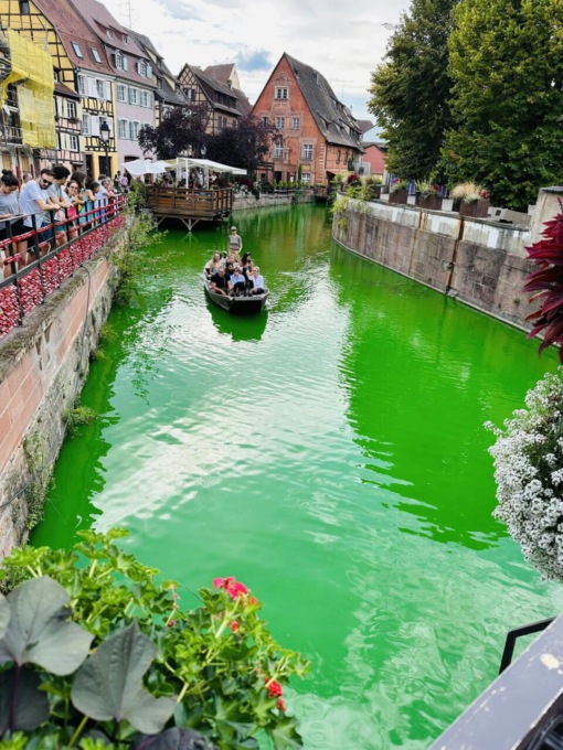 Ambientalisti gettano tintura verde nel fiume e i pesci muoiono