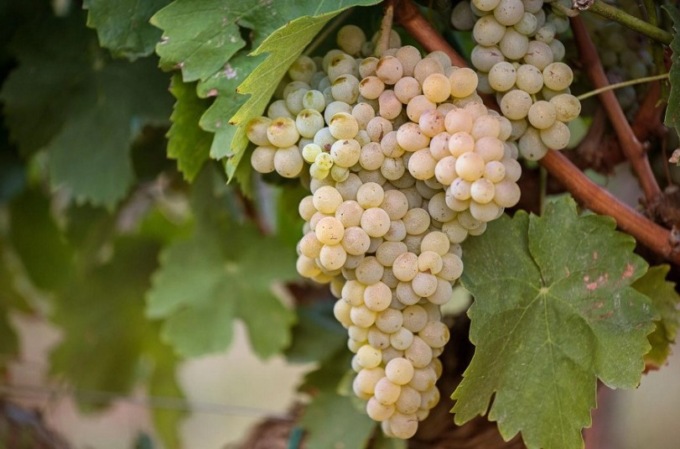 Feste e sagre in Abruzzo: gli eventi di sabato 30 settembre e domenica 1 ottobre 2023