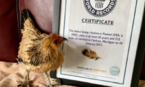 Una gallina da Guinness World Record: coi suoi 21 anni è la più vecchia al mondo (e pensare che non doveva neanche nascere)