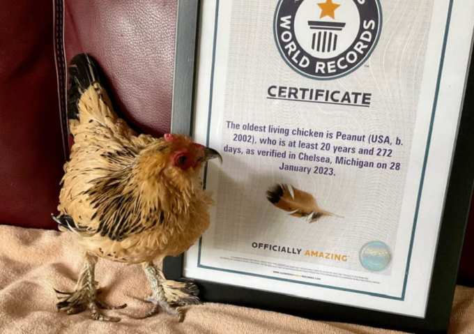 Una gallina da Guinness World Record: coi suoi 21 anni è la più vecchia al mondo (e pensare che non doveva neanche nascere)