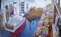 Il video del cervo goloso di caramelle entra nel negozio e se le pappa tutte