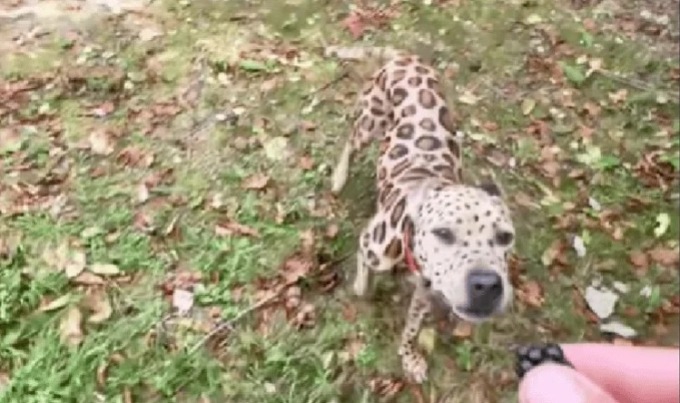 Il video del Canepardo è virale: tutti pazzi di lui
