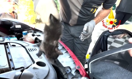 Il video del salvataggio di un gattino rimasto incastrato nel motore di un'auto